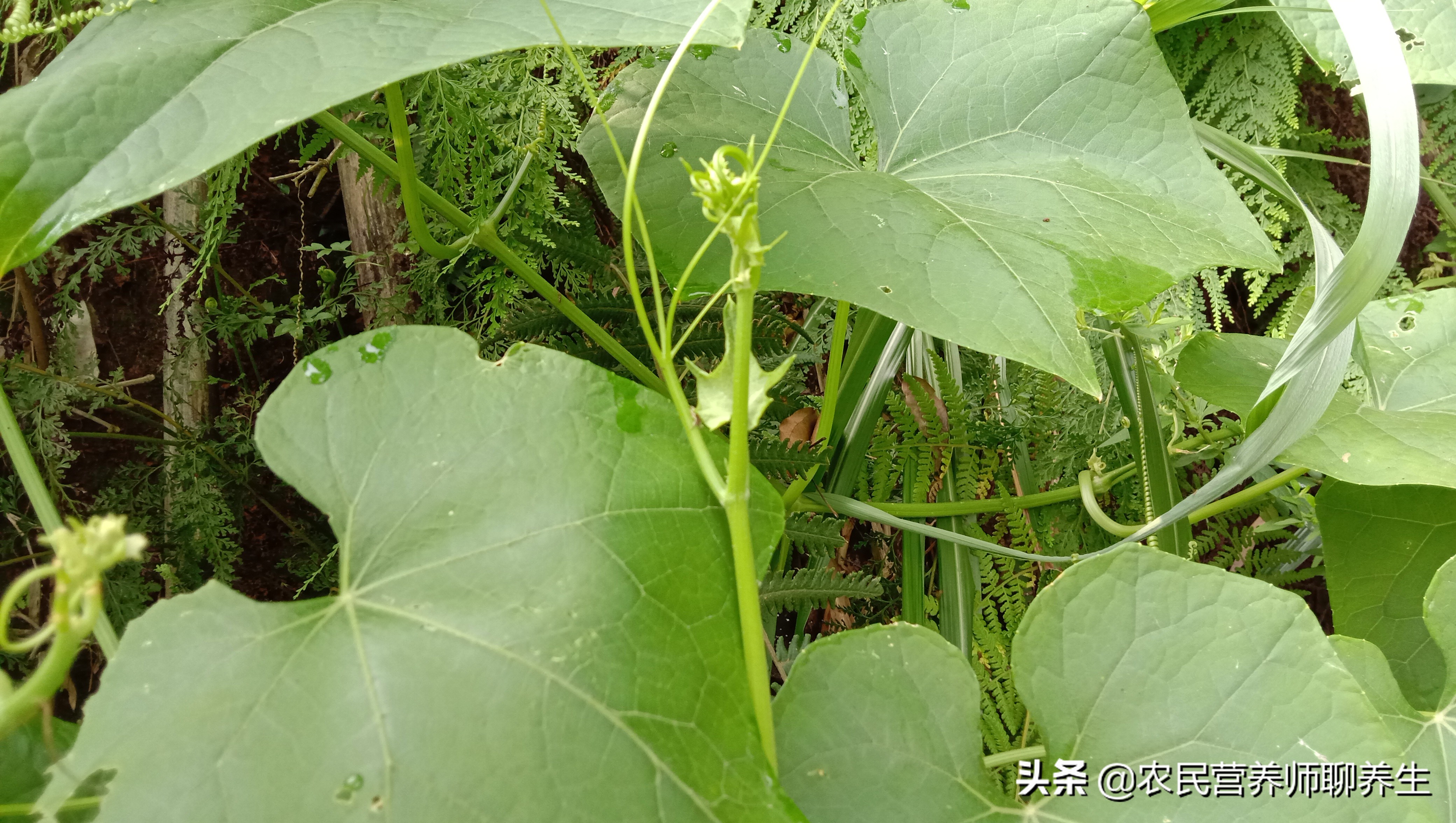 这个叫“龙须菜”，到底能不能吃啊，原来价值还这么高