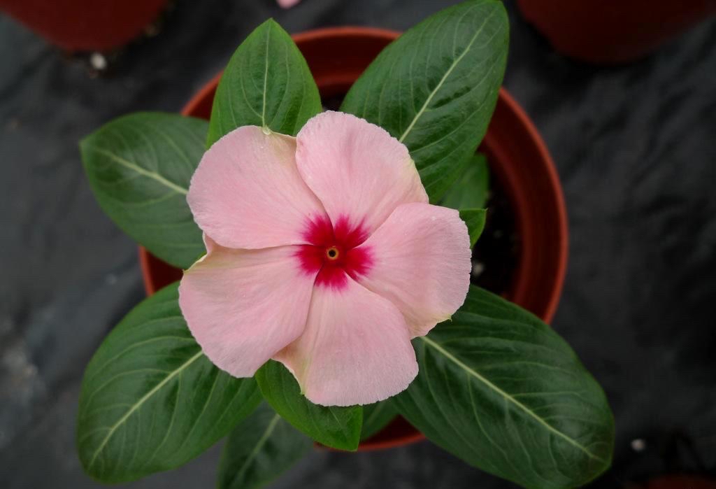 长春花这样养，花开不停，花量更大，颜色更鲜艳