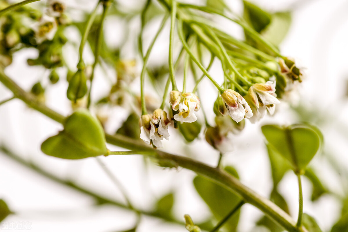 一味中药是春天常见野菜，能“疏利五脏，凉肝明目，解酒积去滞”