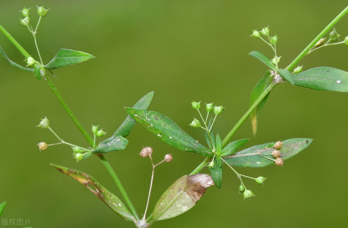 白花蛇舌草，近年常用于防癌抗癌，也是蛇药，疮痈药，利尿药