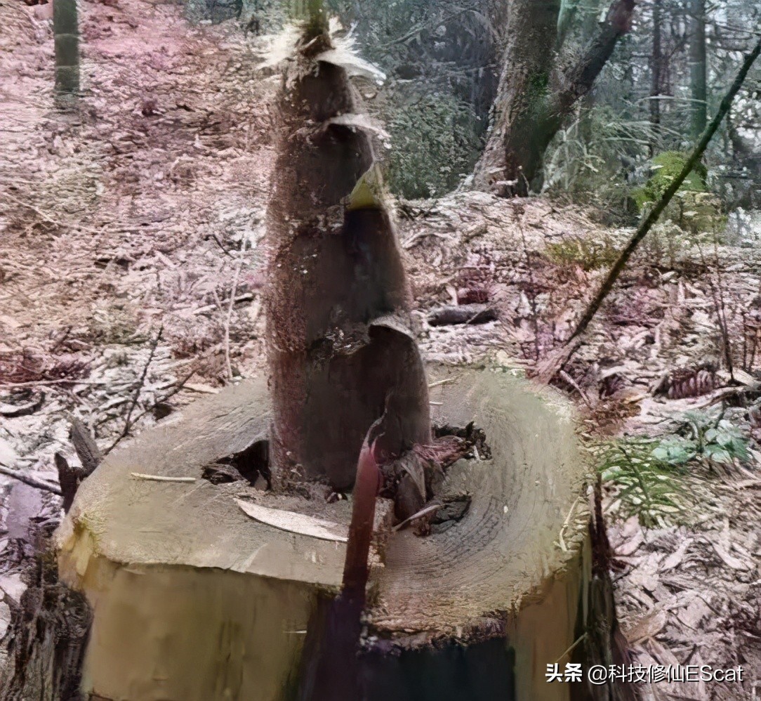 一夜捅破床板，月余捅穿屋顶，为何竹子长得这么快？还特别能捅？