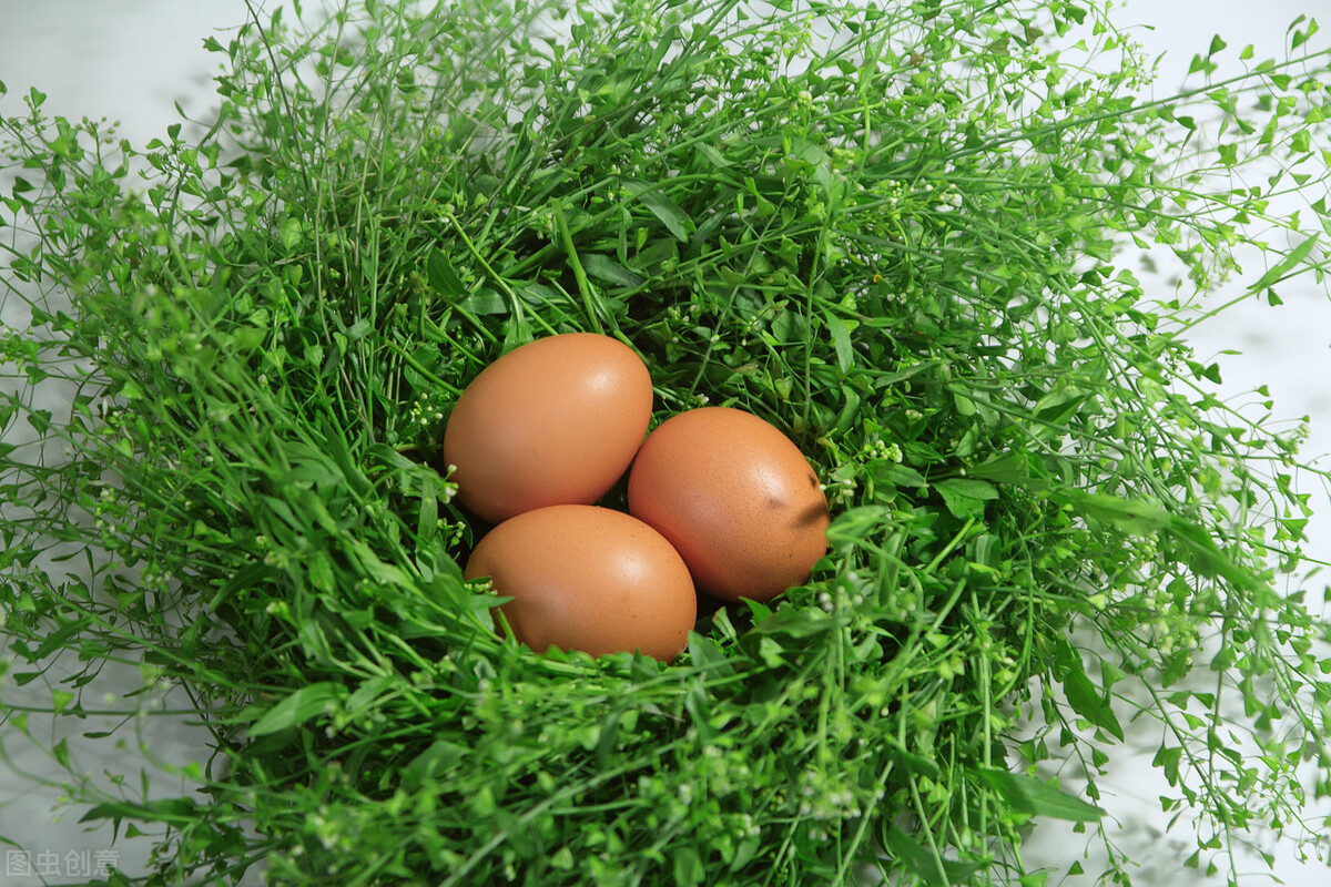 一味中药是春天常见野菜，能“疏利五脏，凉肝明目，解酒积去滞”