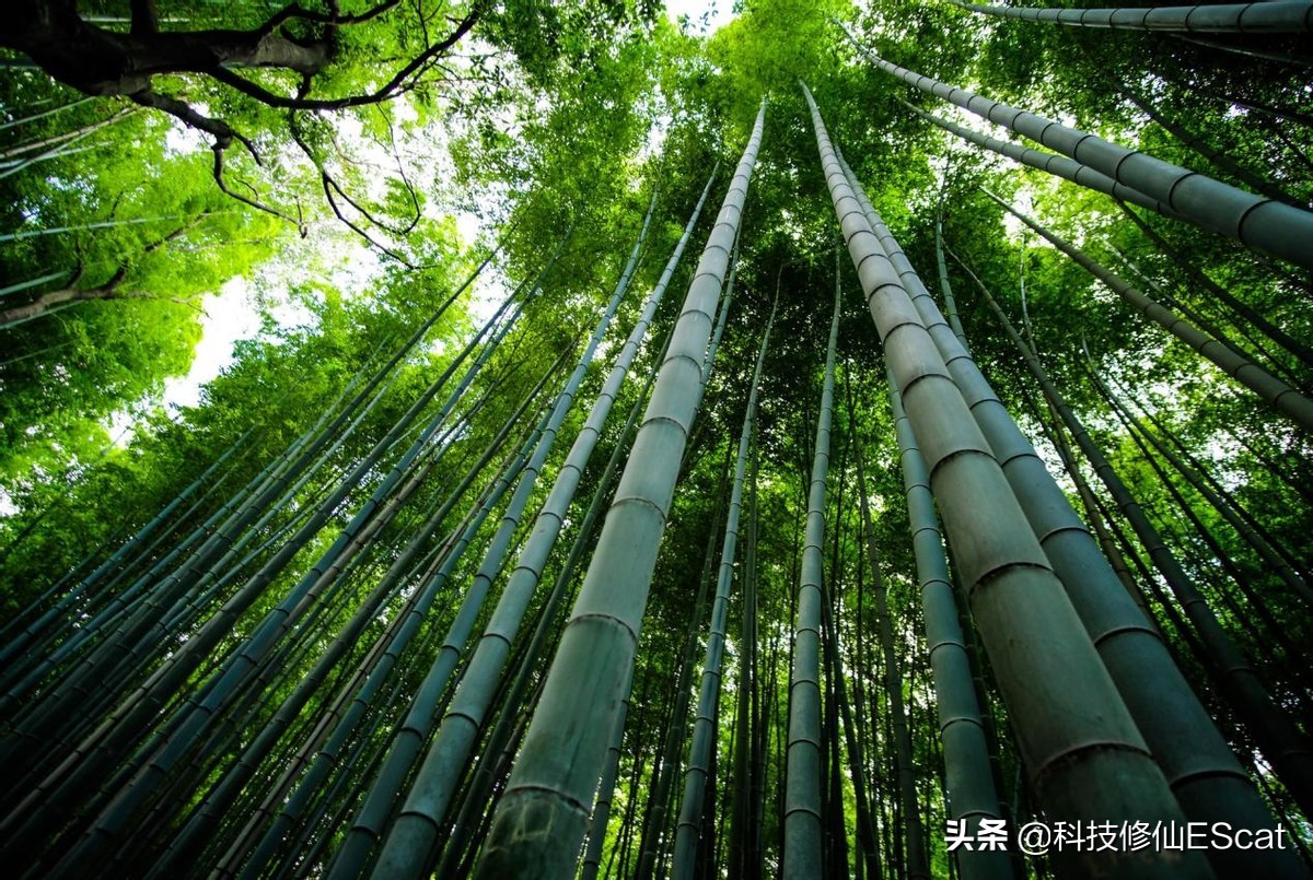 一夜捅破床板，月余捅穿屋顶，为何竹子长得这么快？还特别能捅？