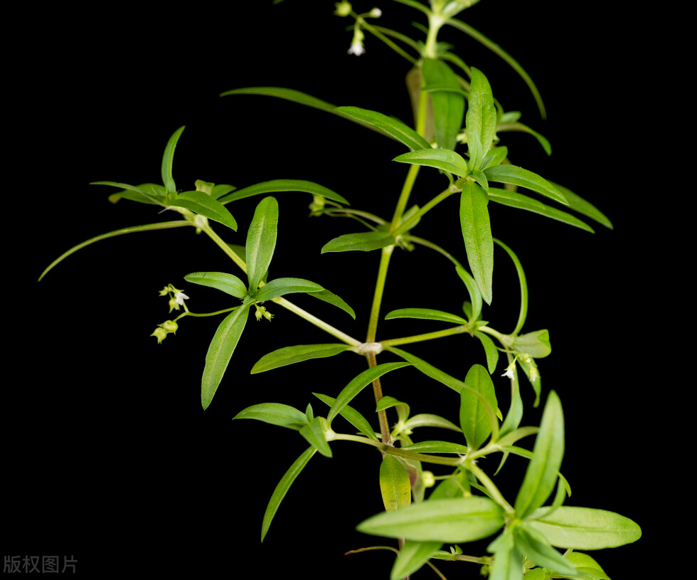 白花蛇舌草，近年常用于防癌抗癌，也是蛇药，疮痈药，利尿药