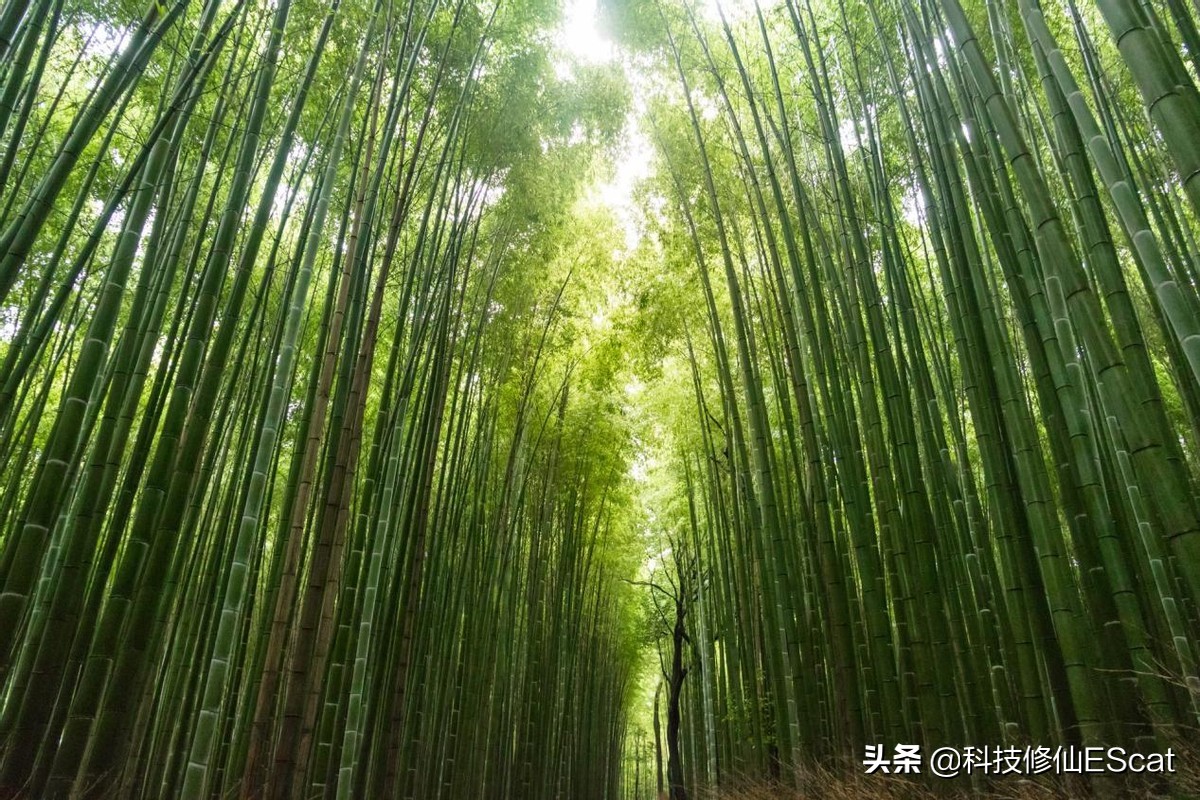 一夜捅破床板，月余捅穿屋顶，为何竹子长得这么快？还特别能捅？